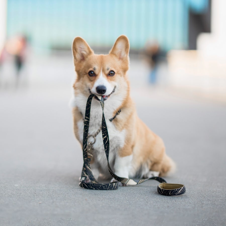 Carrier Animal Hospital in Grand Prairie