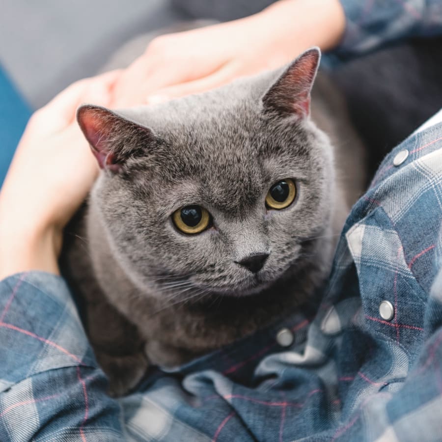 Carrier Animal Hospital in Grand Prairie