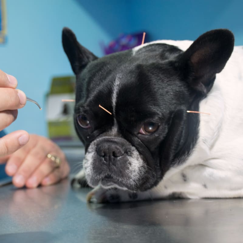 Acupuncture, Grand Prairie