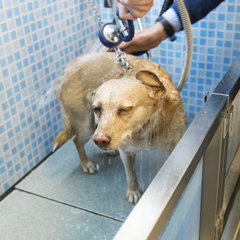 Bathing & Grooming, Grand Prairie Veterinarians