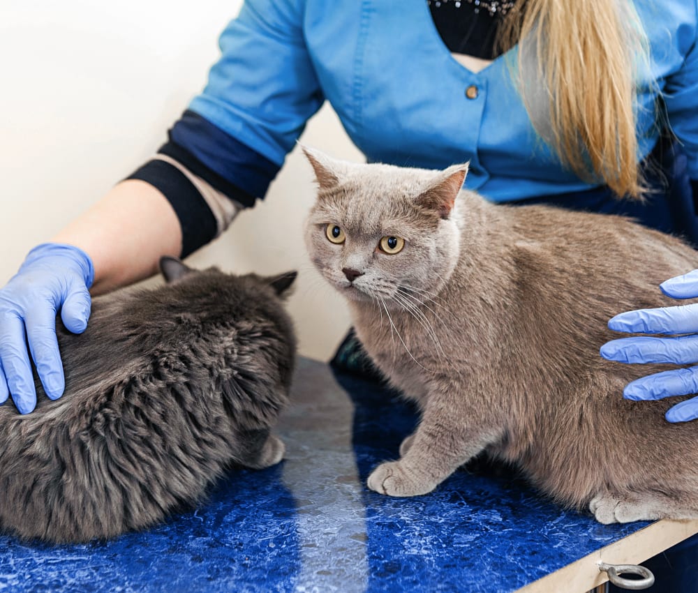 Carrier Animal Hospital | Grand Prairie Speciality & Emergency Vet