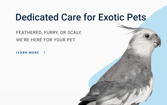 Avian & Exotic Pets